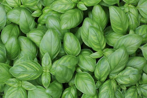 Basil is easy to grow in pots, providing you take care of the basic necessities of sun, fertilizer and water.