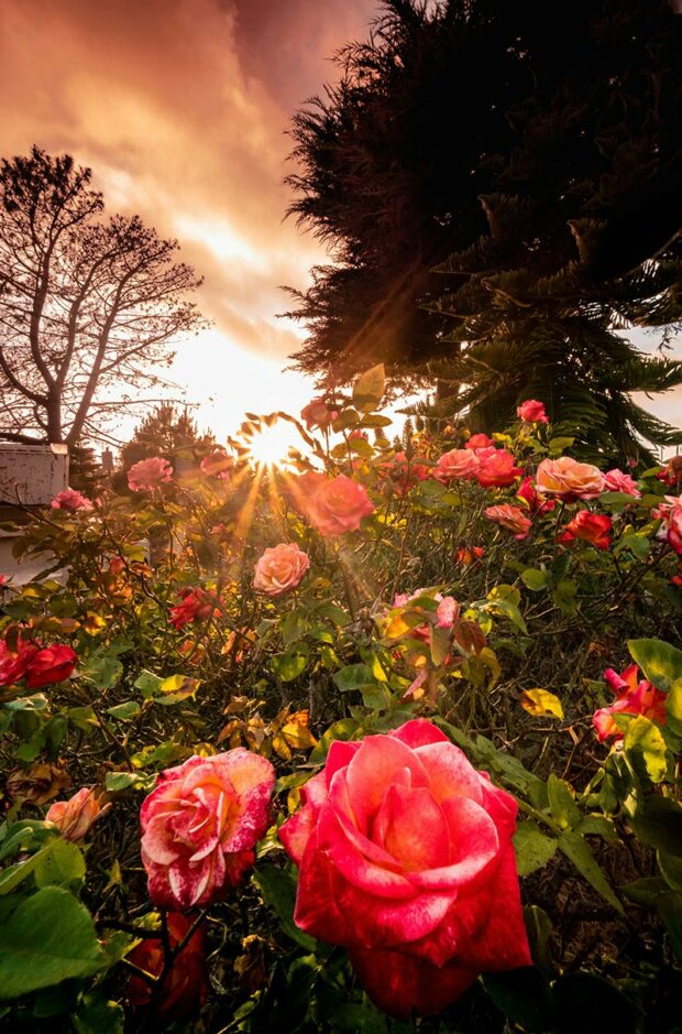 This simple advice goes a long way in guaranteeing success with up north roses. There’s no getting around it: roses are sun lovers—the more sun the better. Roses convert sunlight to energy and energized roses are better able to survive winter chill, drought and pests.