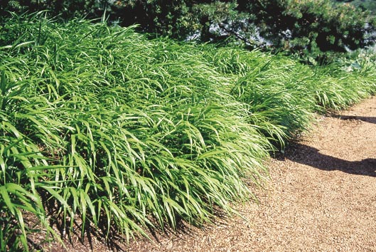 hakonechloa-macra