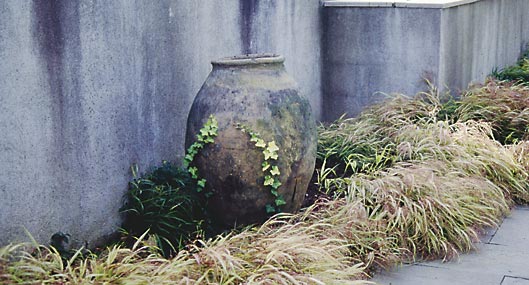 hakonechloa