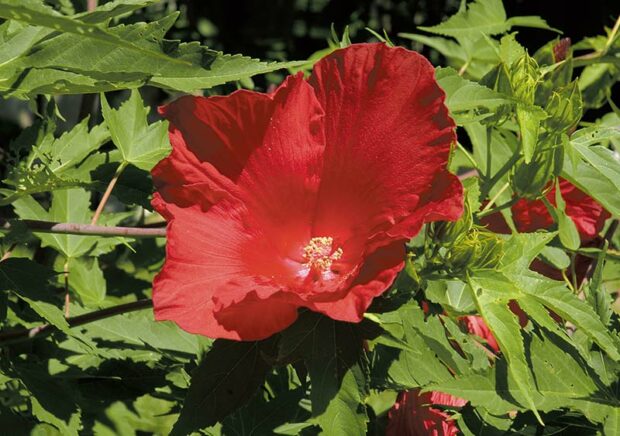 Hardy hibiscus (H. moscheutos and its hybrids) often sleeps in until late May. It doesn't mind another plant's foliage occupying its air space in April and May, and its shallow roots can straddle deep-rooted spring bulbs such as daffodil and quamash (Camassia).