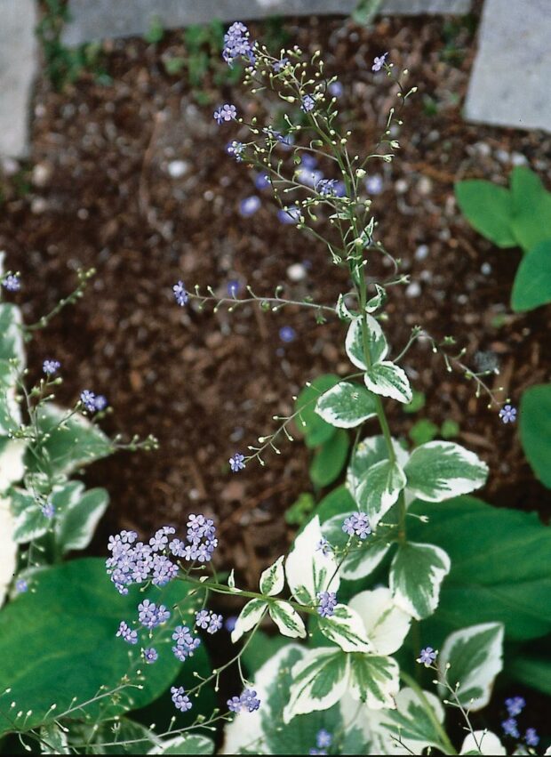 This variegated heartleaf forget-me-not (Brunnera macrophylla 'Variegata') has far more seed pods than flowers at this point in its flowering cycle. Now is a good time to cut back this flowering stem.
