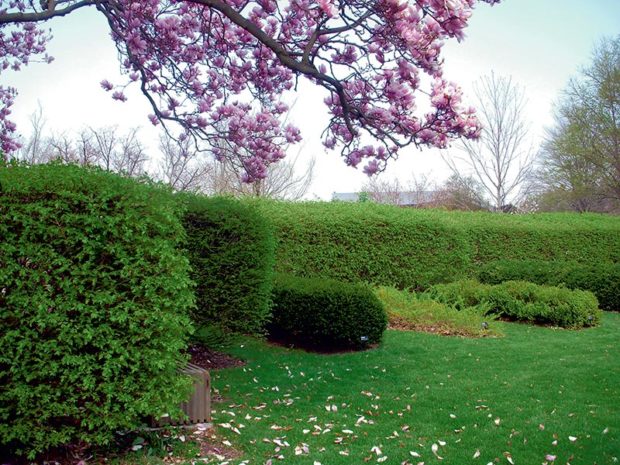 hedge-collection-morton-arboretum