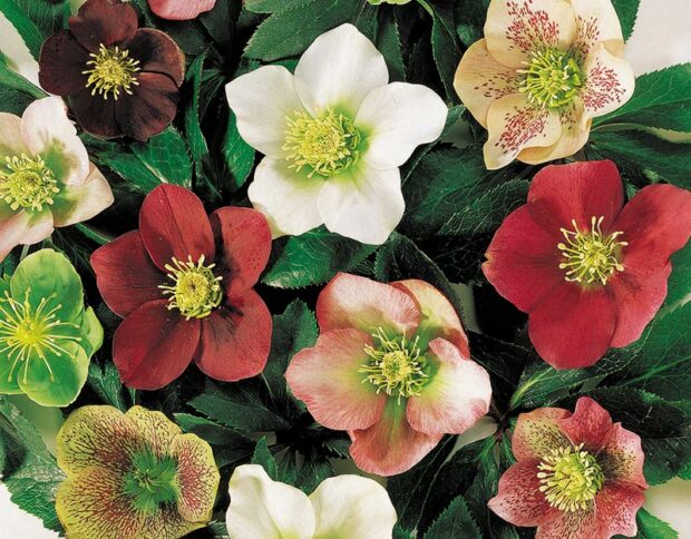 Hellebore Royal Heritage series