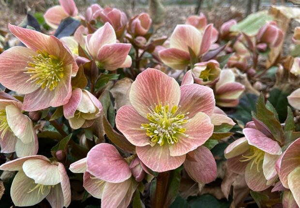 Hellebores are one of the first perennials to bloom in early spring.