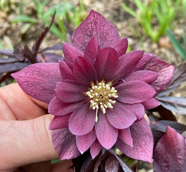 Breeders are creating hellebores with gorgeous flowers.