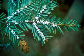The small cottony masses characteristic of adult hemlock woolly adelgid. (Credit: Connecticut Agricultural Experiment Station Archive)