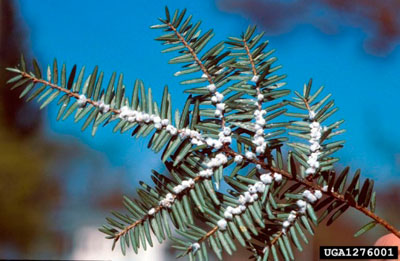 The hemlock woolly adelgid (HWA) is a tiny, aphid–like insect that damages hemlock trees by inserting its mouthparts into the base of the needles and removing plant fluids.