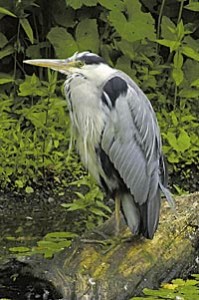 heron-on-a-log