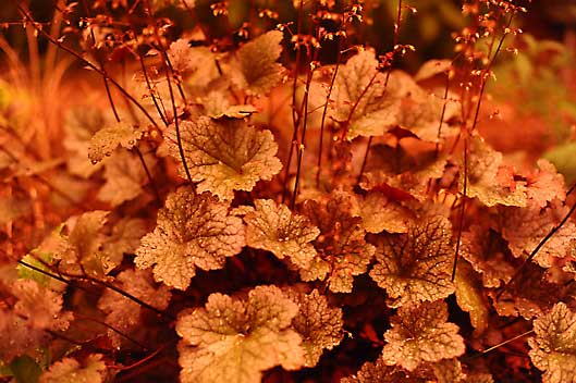 Heuchera