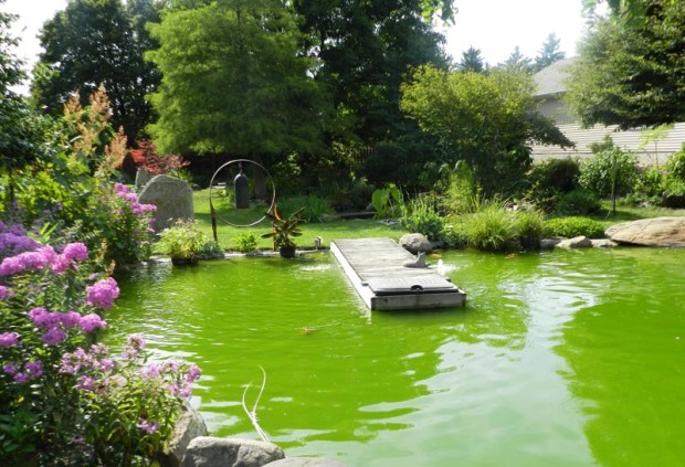 In 1985, the Hodgsons contracted with an individual who wanted experience in building a koi pond, so they exchanged the experience for the construction. The soil removed from the pond hole was used to build the cactus berm. The pond water is green because of an algae bloom caused by warm, sunny weather and organic material in the water. If controlled properly it is not harmful to the fish.