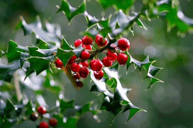 Holly berries