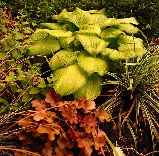 hosta-heuchera-liriope