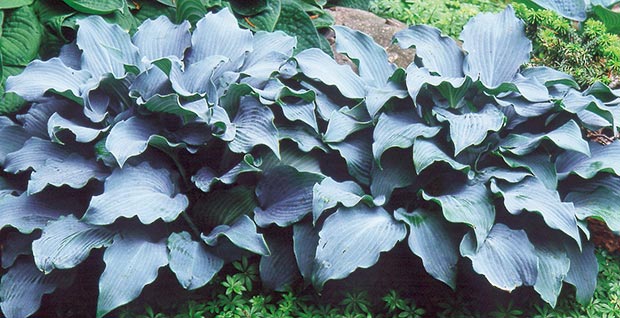 Holes in hostas are history. Do nothing now. Next spring is when you can act to head off the damage next year.