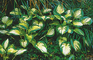 Few plants perform so well and add so much color to the shade as hosta. The key is to focus on foliage color and contrast.