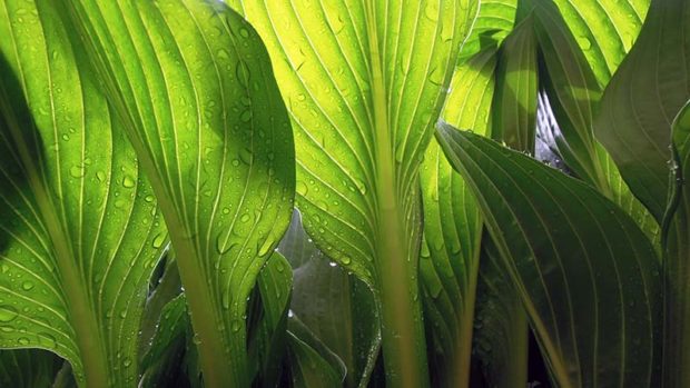 Hostas are a prime target for slugs.