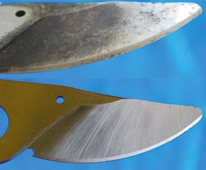 Examine your blades carefully for burrs, nicks and cracks. While doing this, notice the beveled edge of the blade. If you can’t tell the angle, look at a newer blade (bottom) to compare. Older blades may need to be replaced. Many pruner manufacturers offer replacement parts.