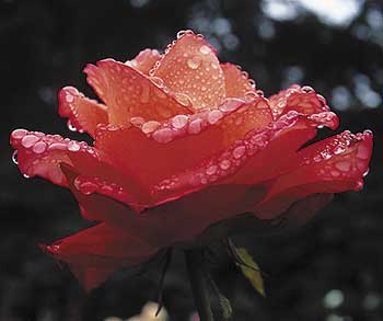 A warm winter may be easier than usual on hybrid roses. But single-digit air that arrives in late winter when there is no insulating snow over the roses’ roots may do more damage than another year’s sub-zero snowy January.