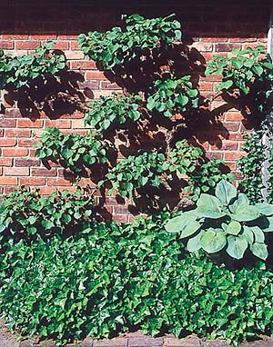Climbing hydrangea (H. anomala petiolaris) is a very large vine but can be kept pruned to forms that range from shrubby to tree-form espalier.