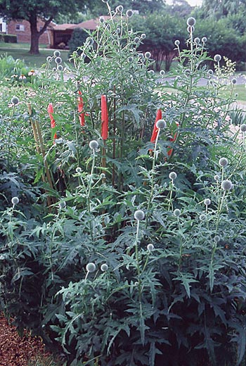Each of the inner-ring stakes has a stem tied to it now, and several stems stand free in the center. Here, for demonstration purposes, the inner ring of stakes has been temporarily marked with orange sleeves.