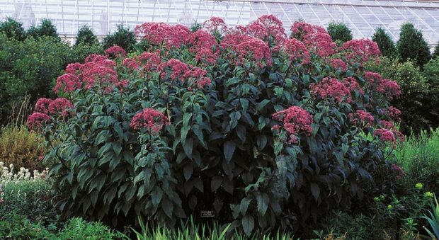 'Gateway' is a more compact cultivar of Joe Pye weed, reaching 5 to 6 feet tall.