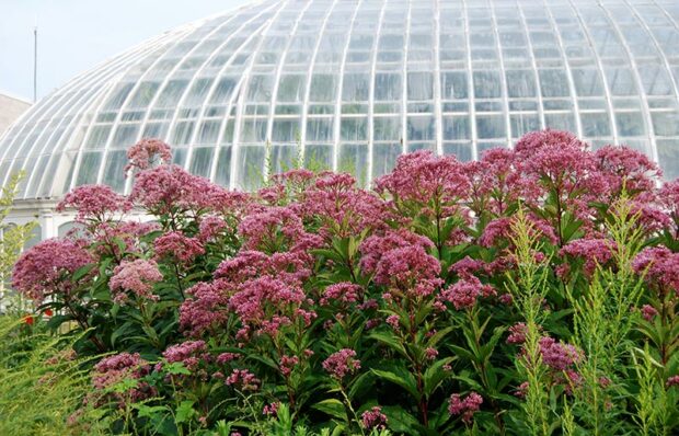 With its large pink flowerheads, Joe Pye weed brings bold color to the fall landscape. 