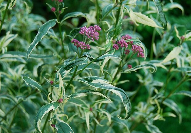 'Pink Frost' has variegated leaves with white edges and pink flowers that pop when contrasted with the foliage.