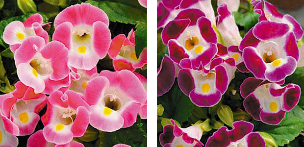 Left: ‘Kauai Rose’ torenia Right: ‘Kauai Burgundy’ torenia (photos: Ball Horticultural Co.)