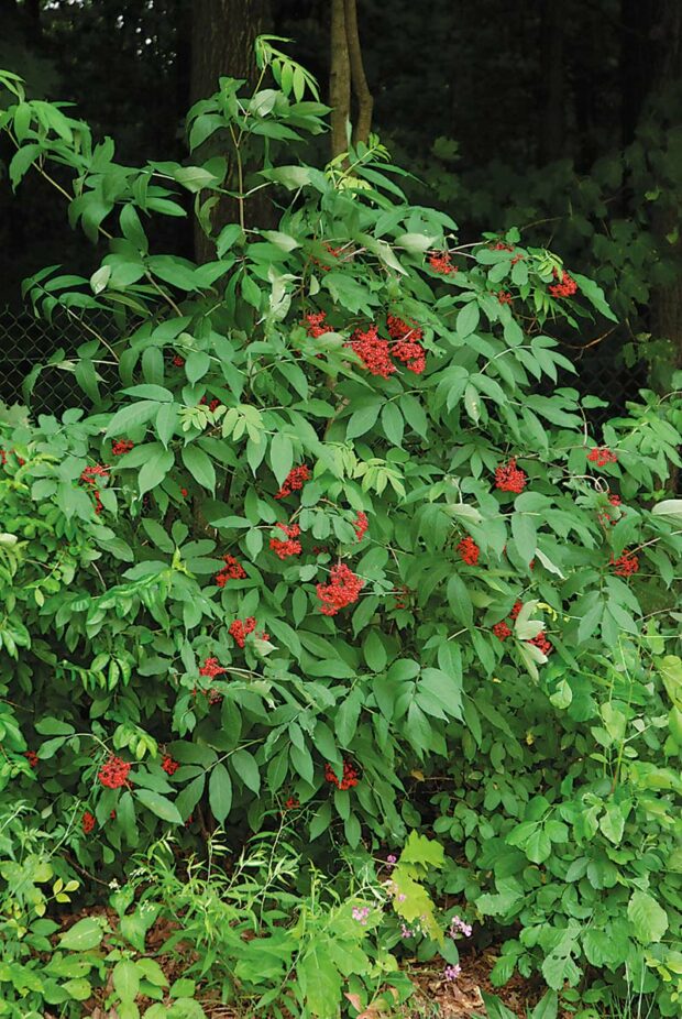 Choice shrub: Laceleaf red elder (Sambucus racemosa varieties)