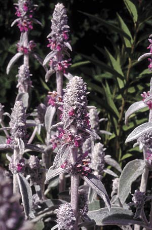 A gray leaf plant such as lamb’s ear (Stachys lanata) does well where it’s hotter and drier. It has a layer of hair on each leaf where water vapor coming out through the pores is trapped and protected.