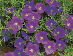 ‘Lara Blue’ cup flower - Nierembergia (photo: Ball Horticultural Company )