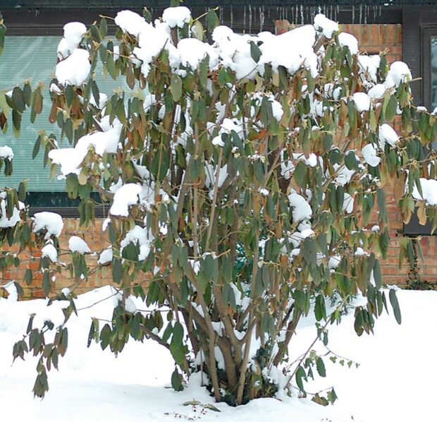 Leatherleaf viburnum (Viburnum x rhytidophylloides)