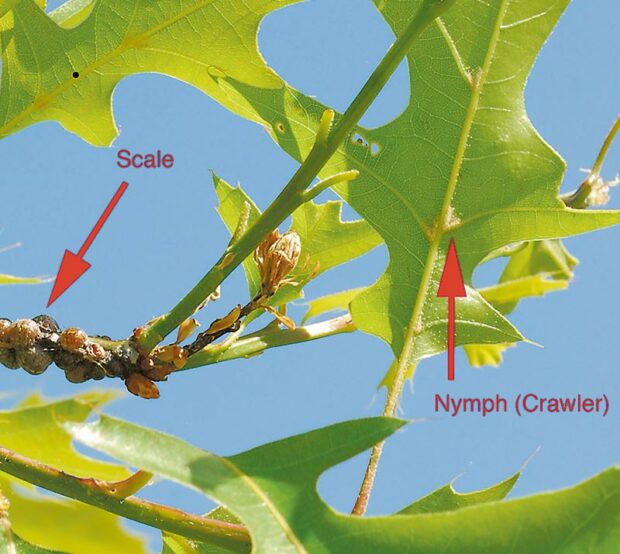 The crawlers settle on the underside of the leaves along the midrib and veins.