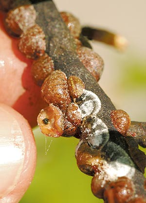 Peeling back the soft shell reveals that the insect is dead, its eggs have hatched, and the crawlers have migrated to the leaves.