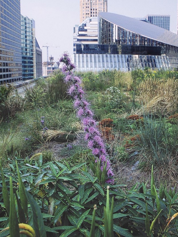 Left, Liatris, butterfly weed and 148 other drought- and heat-tolerant species cover 20,000 square feet atop Chicago City Hall. Green roofs fight smog by cooling the buildings under them and the city as a whole.
