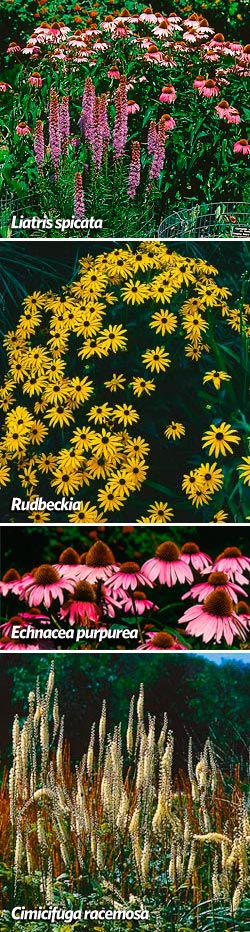As pretty as purple coneflower (Echinacea purpurea) is, black-eyed Susan (Rudbeckia) is not it’s best companion, for the flower form is too similar. Spike-form blazing star (Liatris Spicata) are better matches for coneflowers, or tall wands of snakeroot (Cimicifuga racemosa).