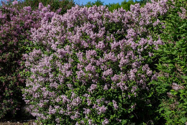 Flowering shrub - Dwarf Korean Lilac (Syringa meyeri 'Palibin') Photo: Bailey Nurseries