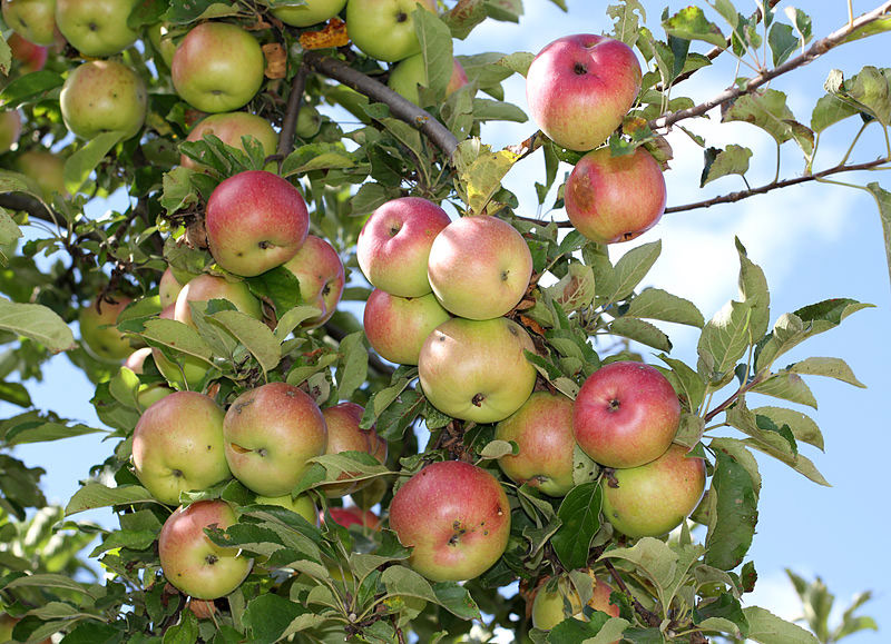 What is causing fruit to drop early on my apple tree? - Michigan