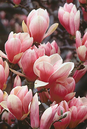 It’s hard to believe that something so universally loved as a magnolia can also be a dangerous plant. Yet some people are allergic to it, and develop a rash on contact with it.