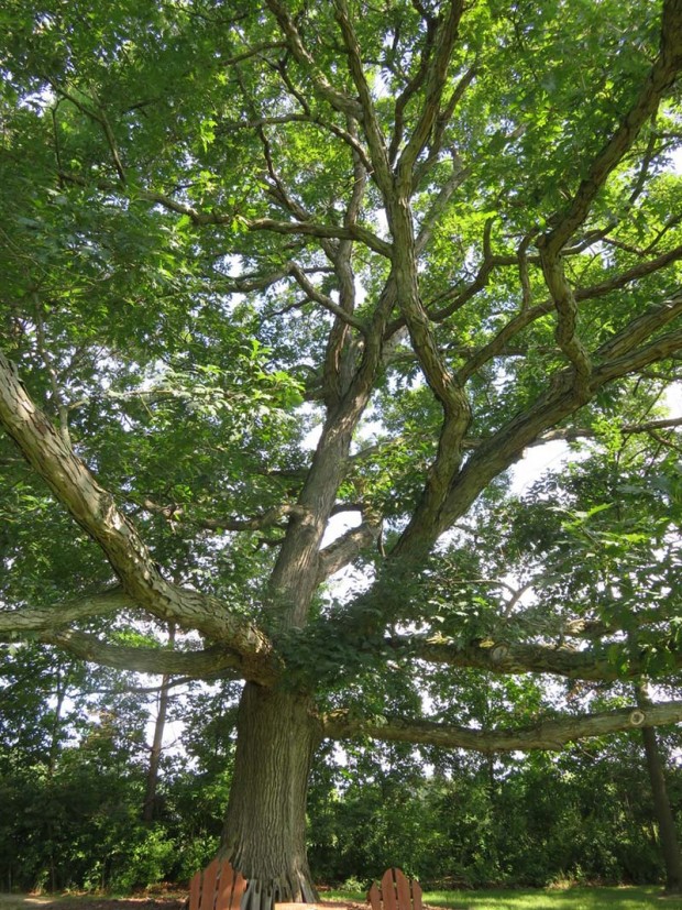 The view of the majestic oak tree from under the canopy.