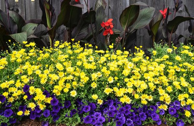 Marguerite daisy Golden Butterfly