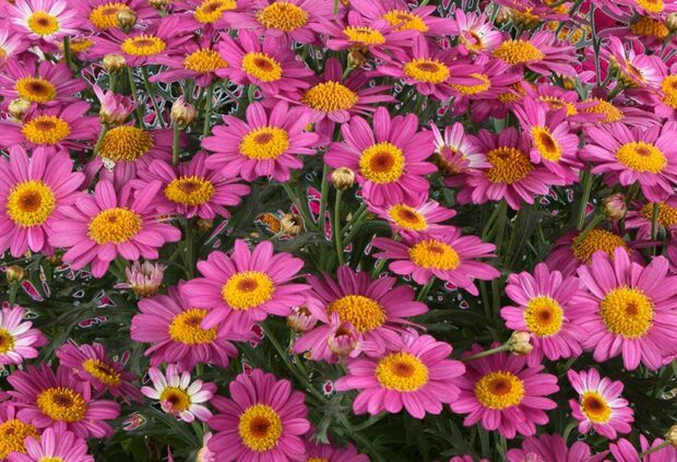 Marguerite daisy Lollies Pink Pez