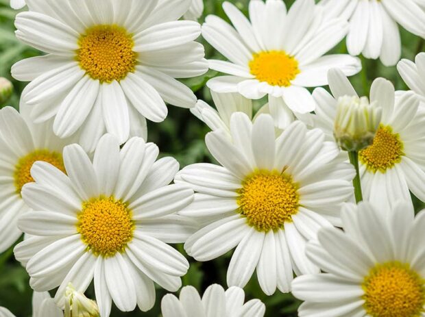 Marguerite daisy Pure White Butterfly