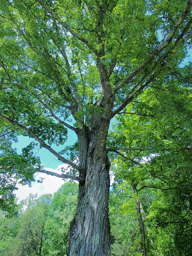 This mature oak tree provides plenty of shade.