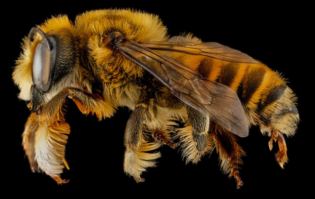 Megachile fortis (Photo: Sam Droege via Flickr)