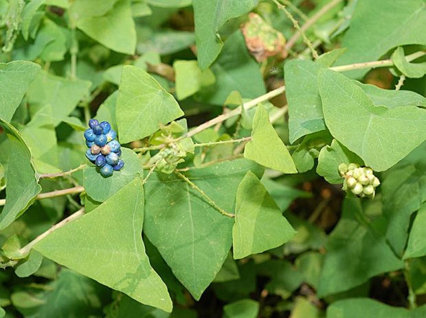 invasive plant mile-a-minute weed