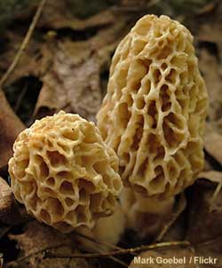 Michigan is home to three spring mushroom festivals, all of them focuses on the morel.