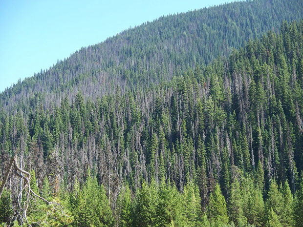 Damage caused by the Mountain Pine Beetle in British Columbia, Canada. (Photo: Jonhall / Wikipedia)