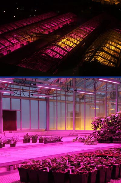 msu-led-greenhouse-lights-0118