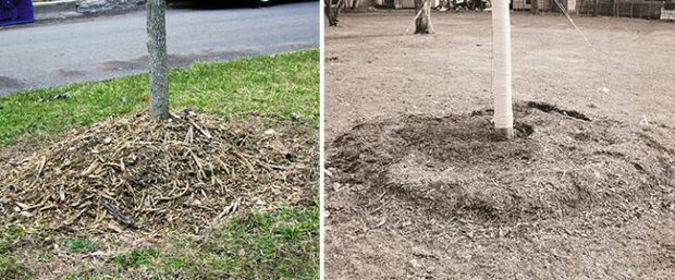 LEFT: Mounding mulch against the trunk of a tree can create problems, including wounds, decay, and girdling roots. RIGHT: Mulch should be placed in a ring around the tree, with the center around the trunk empty, like a wide doughnut.